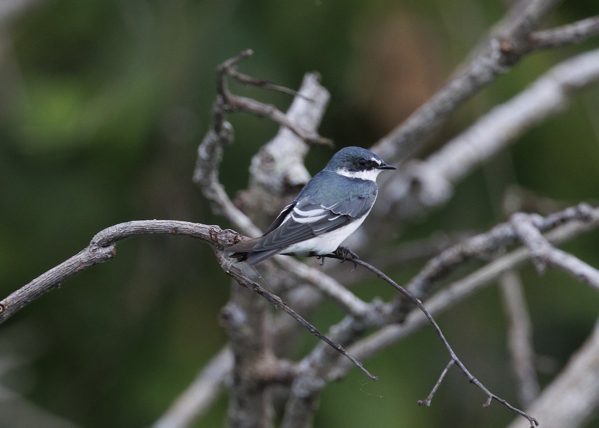 Mangrove Swallow - ML641073743