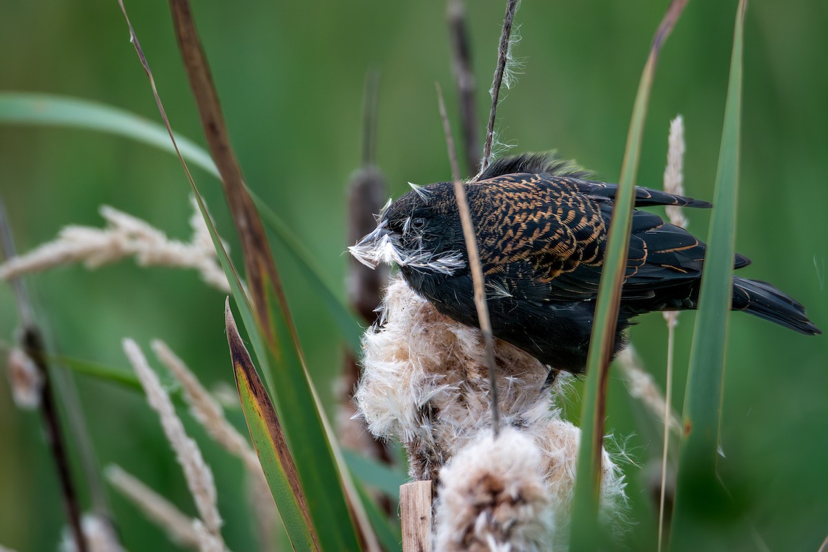 Red-winged Blackbird - ML641073756