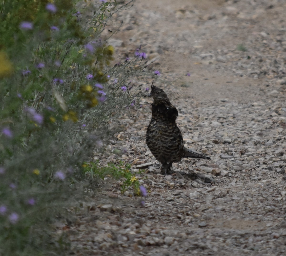 Ruffed Grouse - ML641073757