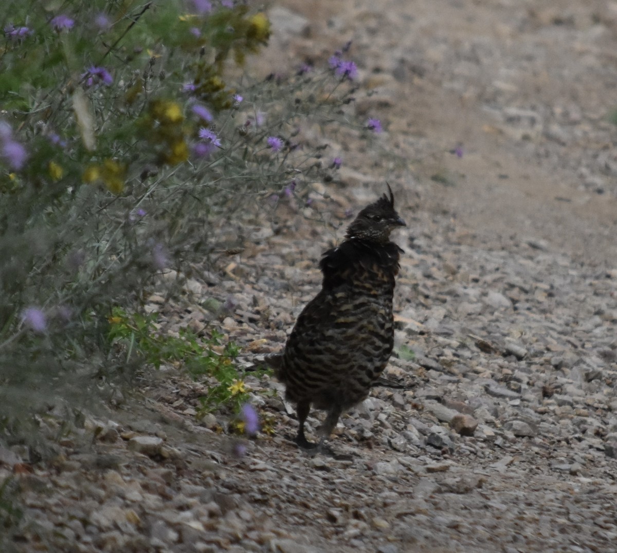 Ruffed Grouse - ML641073761