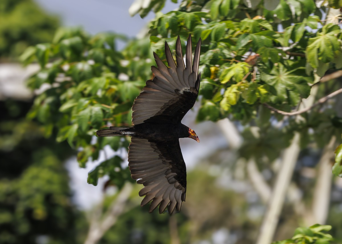 Lesser Yellow-headed Vulture - ML641073766
