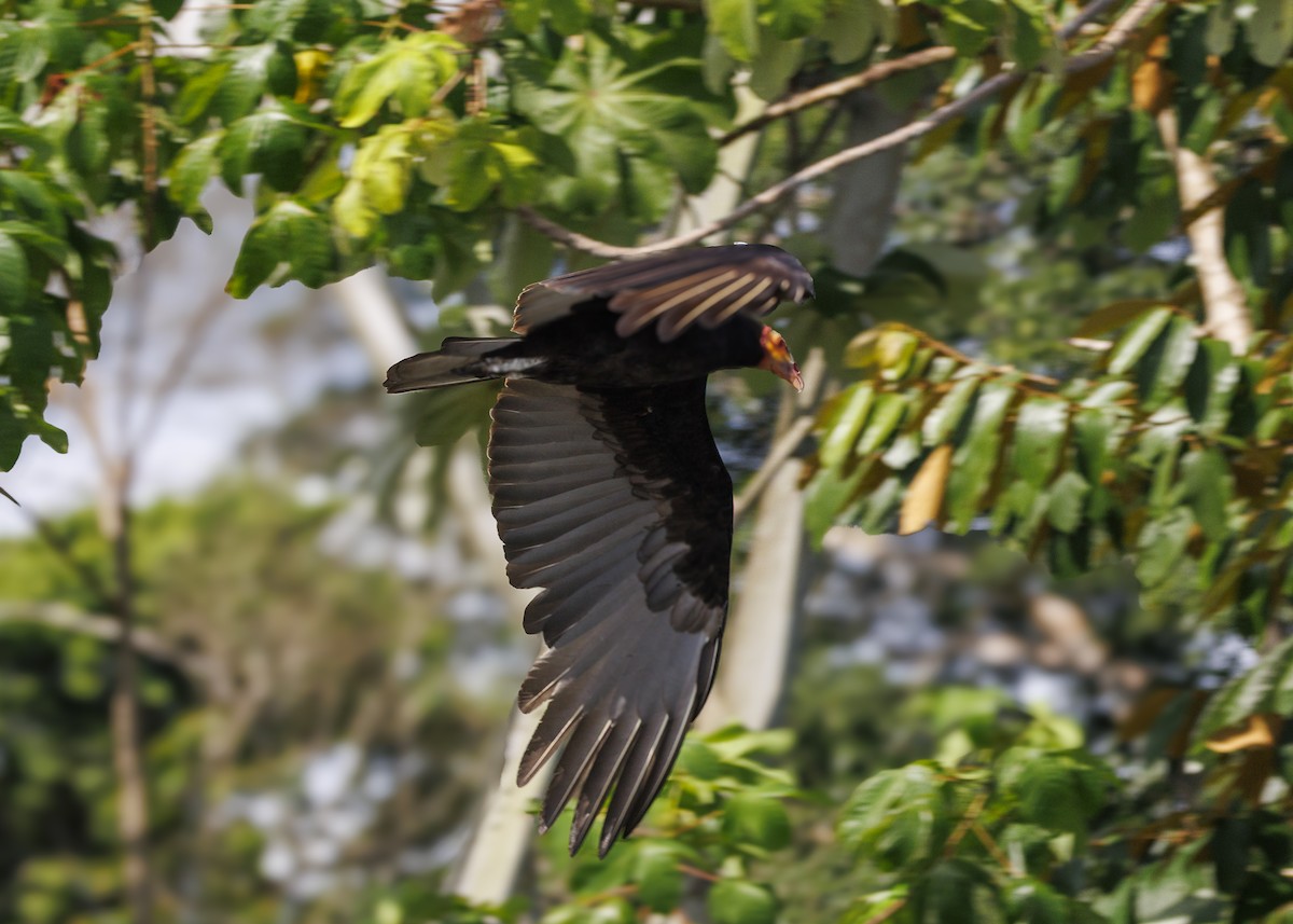 Lesser Yellow-headed Vulture - ML641073767