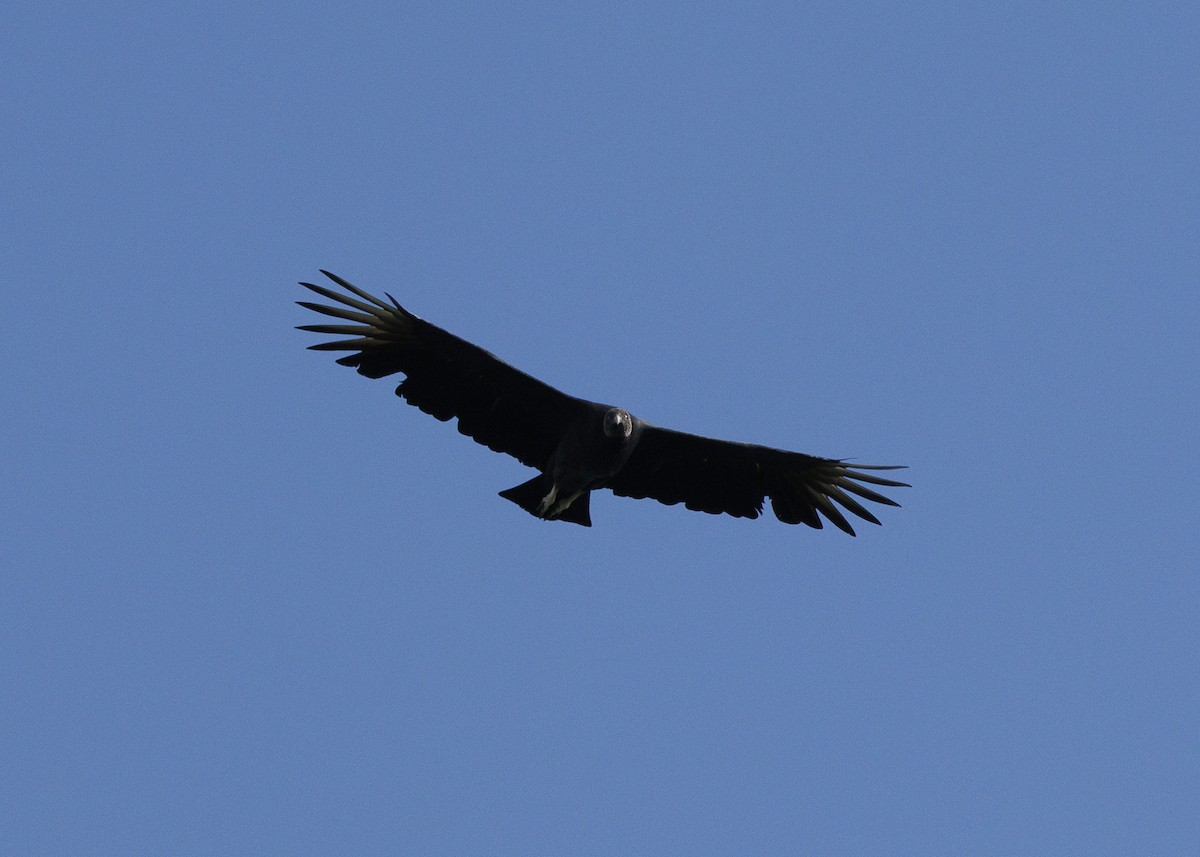 Black Vulture - ML641073771