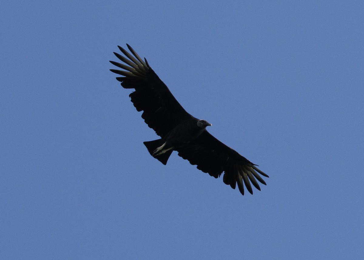 Black Vulture - ML641073772