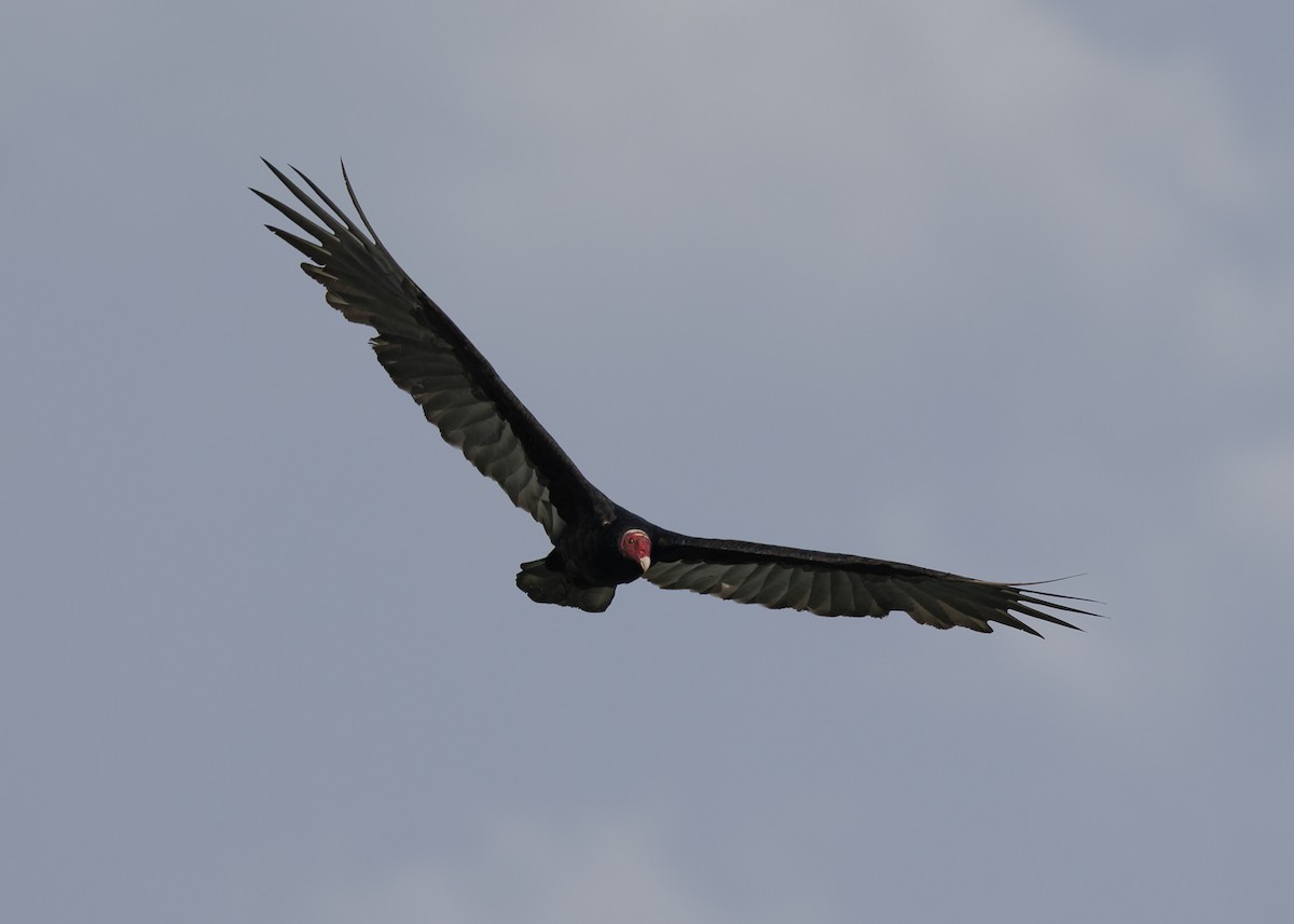 Turkey Vulture (Tropical) - ML641073775