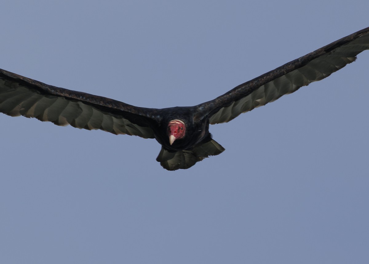Turkey Vulture (Tropical) - ML641073776