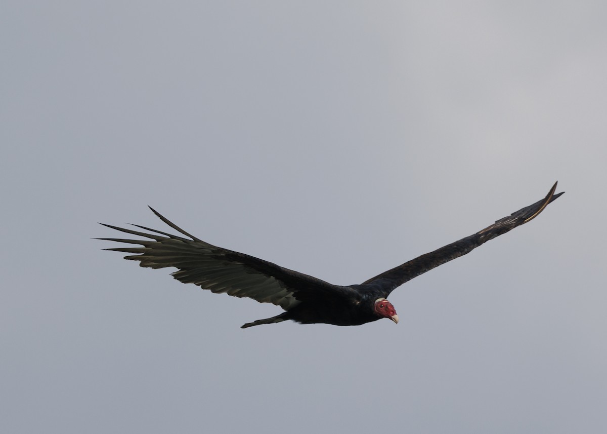 Turkey Vulture (Tropical) - ML641073777