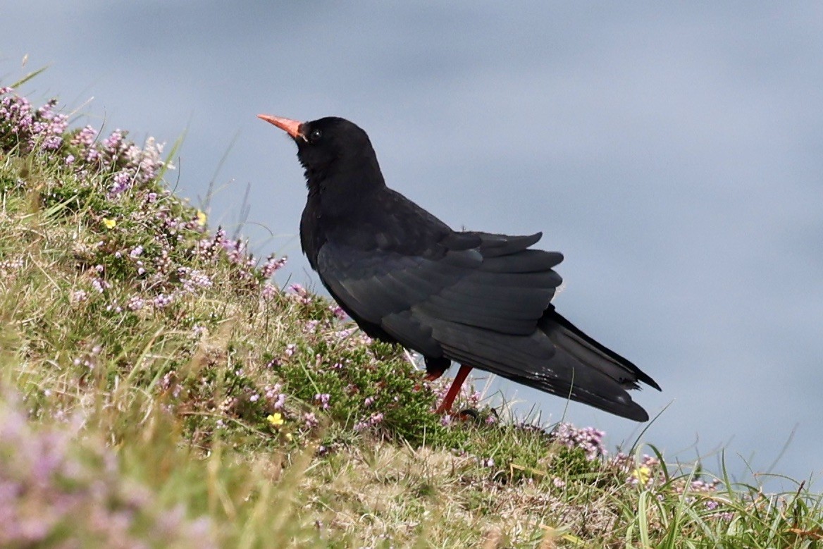 Red-billed Chough - ML641073781