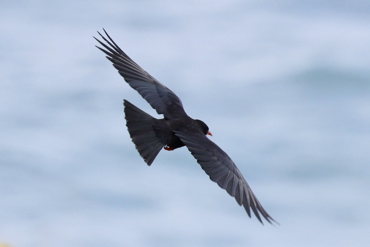 Red-billed Chough - ML641073785