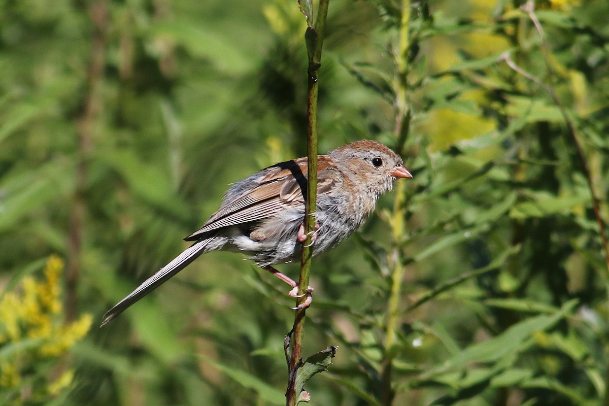 Field Sparrow - ML641073815