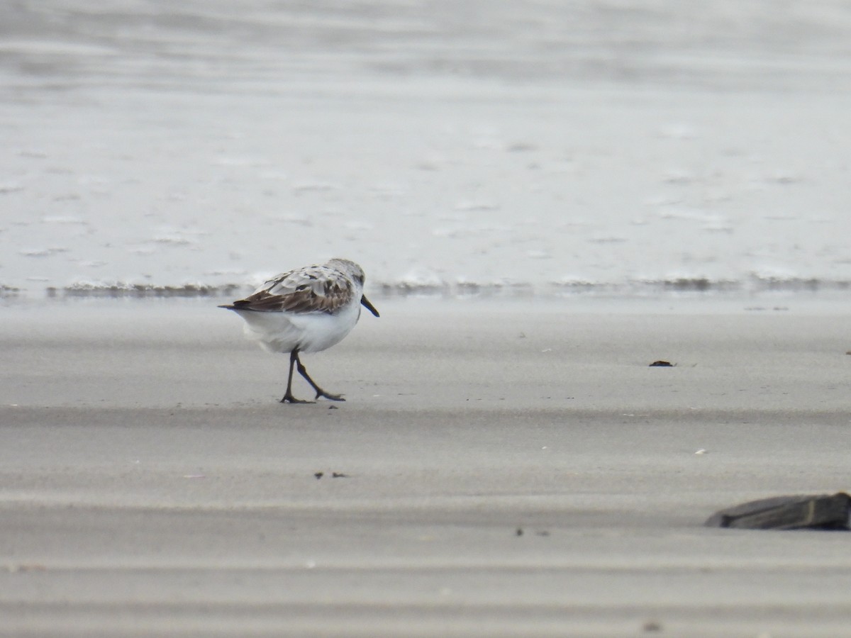 Sanderling - ML641073819
