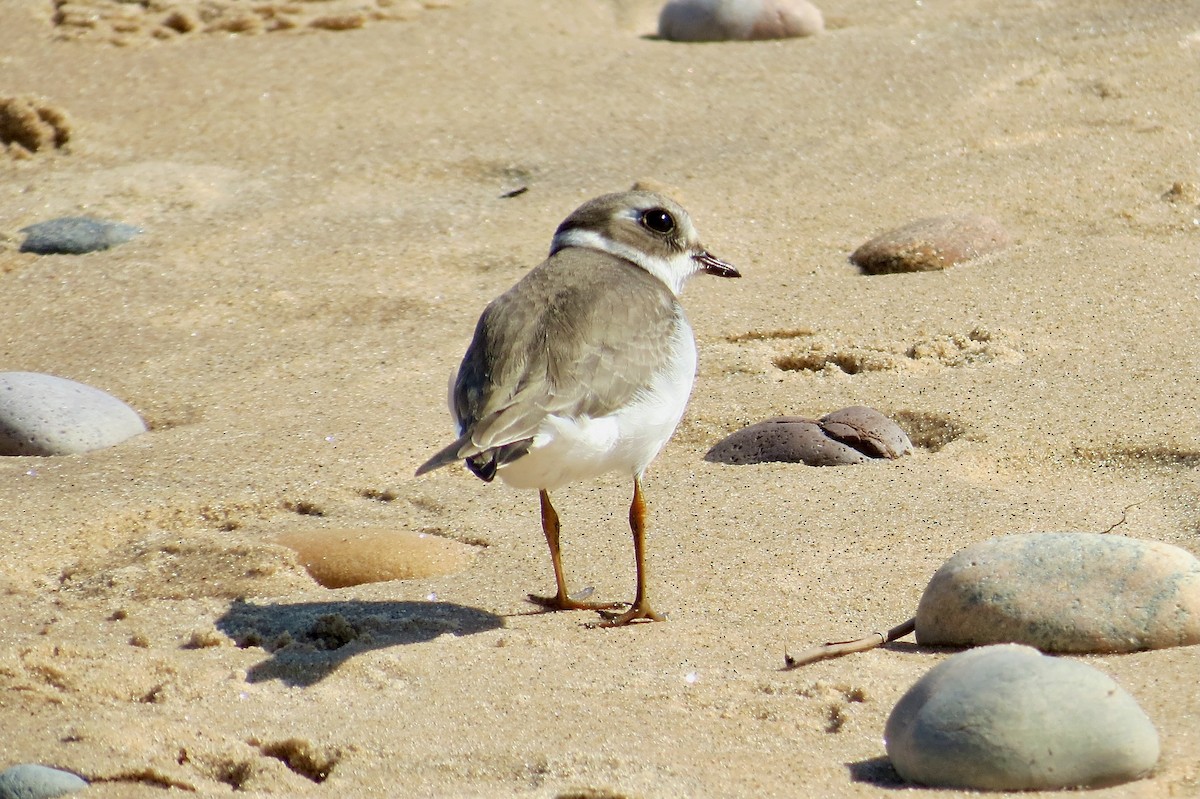 Semipalmated Plover - ML641073829