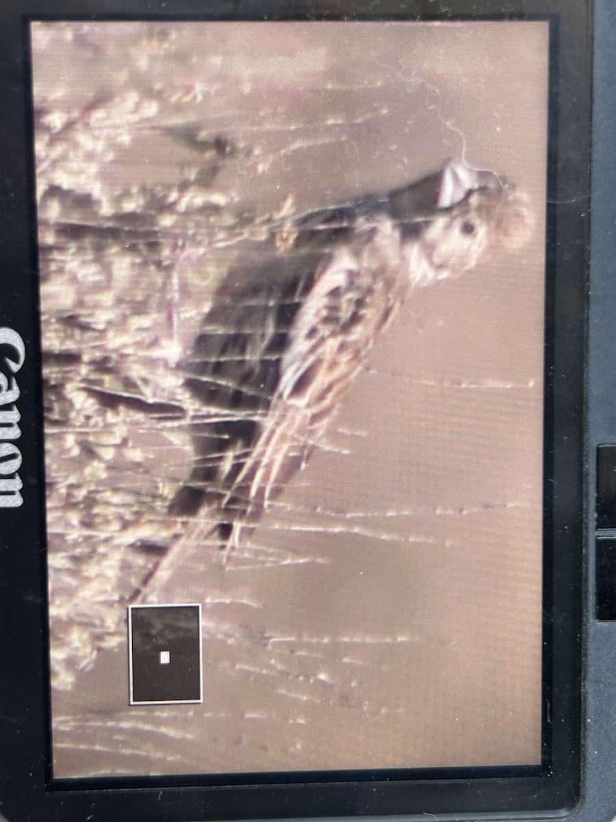 Lark Bunting - ML641073832