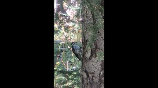 American Three-toed Woodpecker - ML641073844