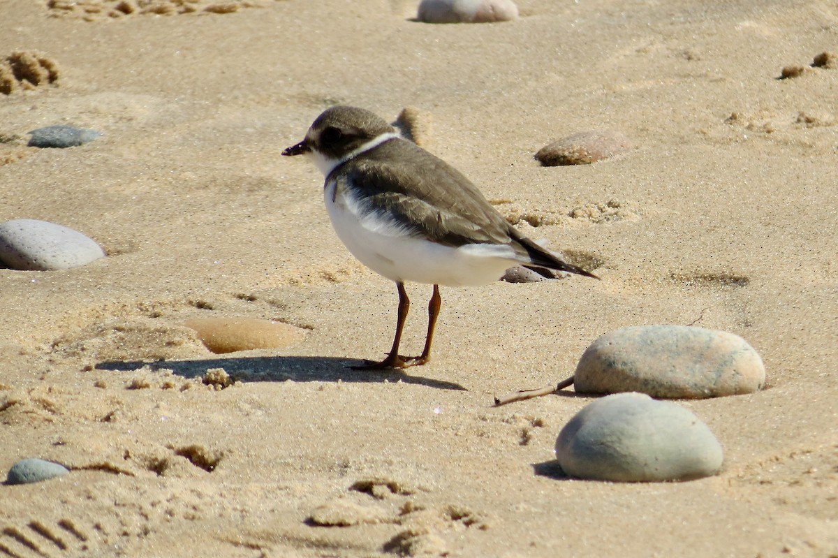 Semipalmated Plover - ML641073845