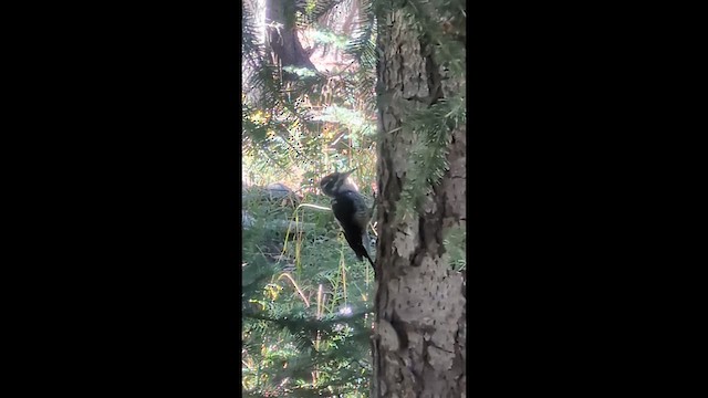 American Three-toed Woodpecker - ML641073847