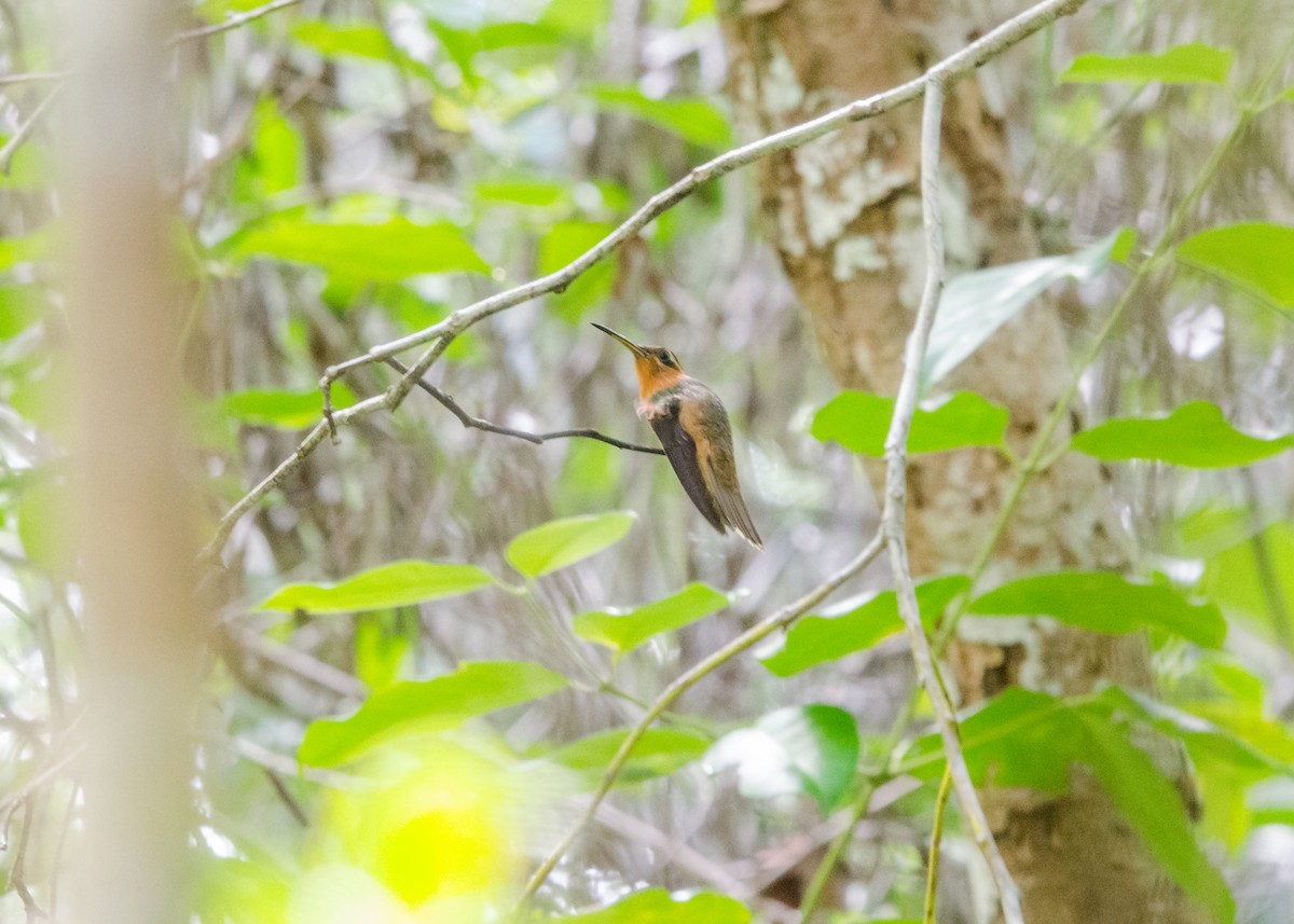 Hook-billed Hermit - ML641073848