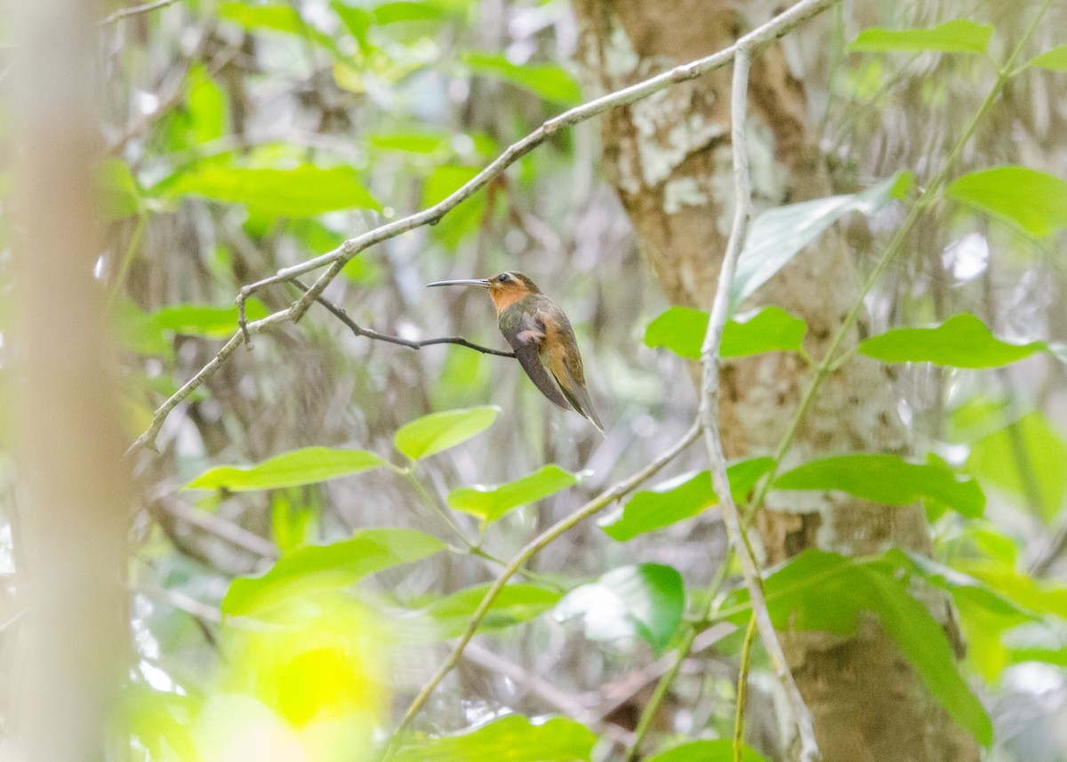 Hook-billed Hermit - ML641073849