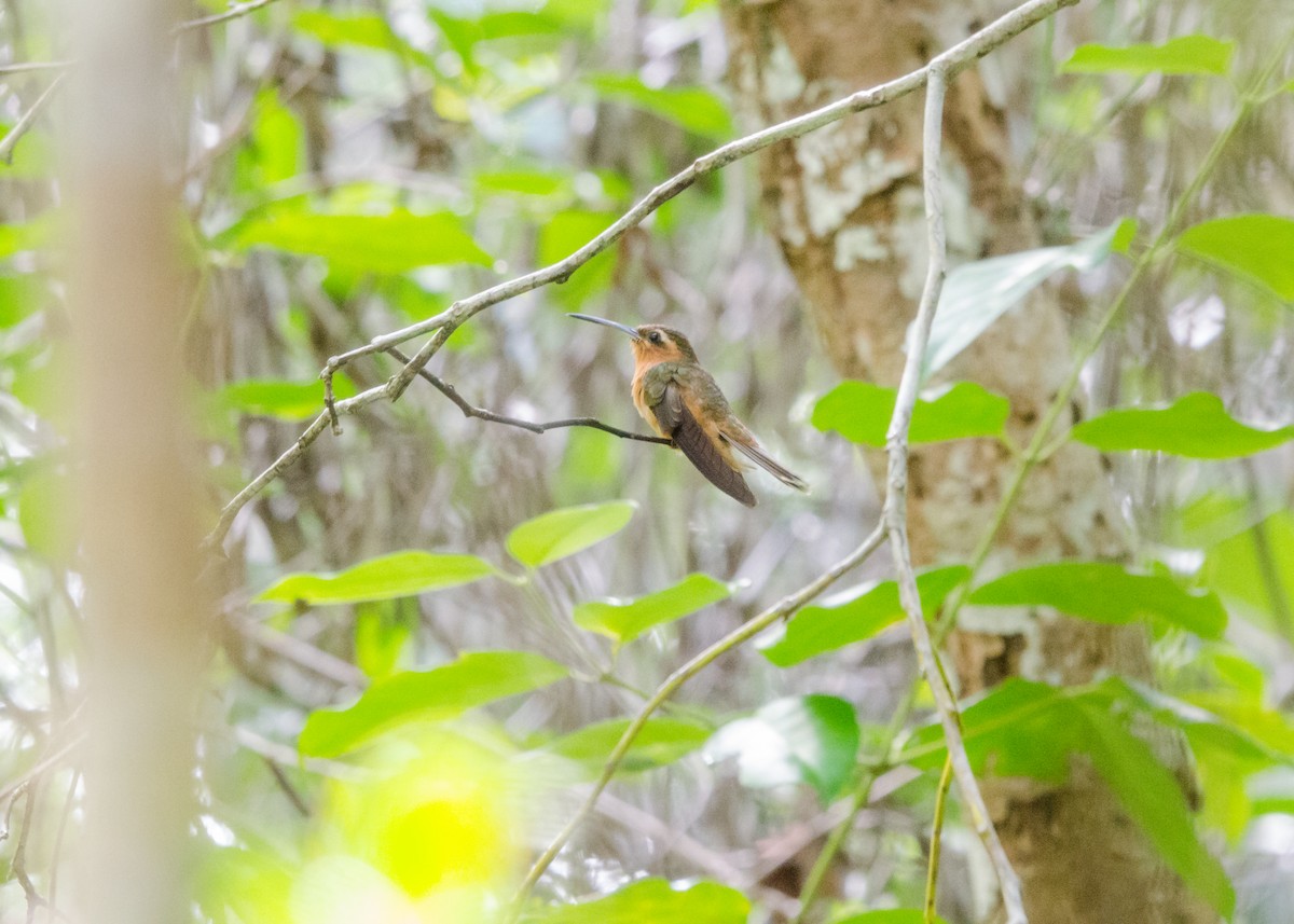 Hook-billed Hermit - ML641073853