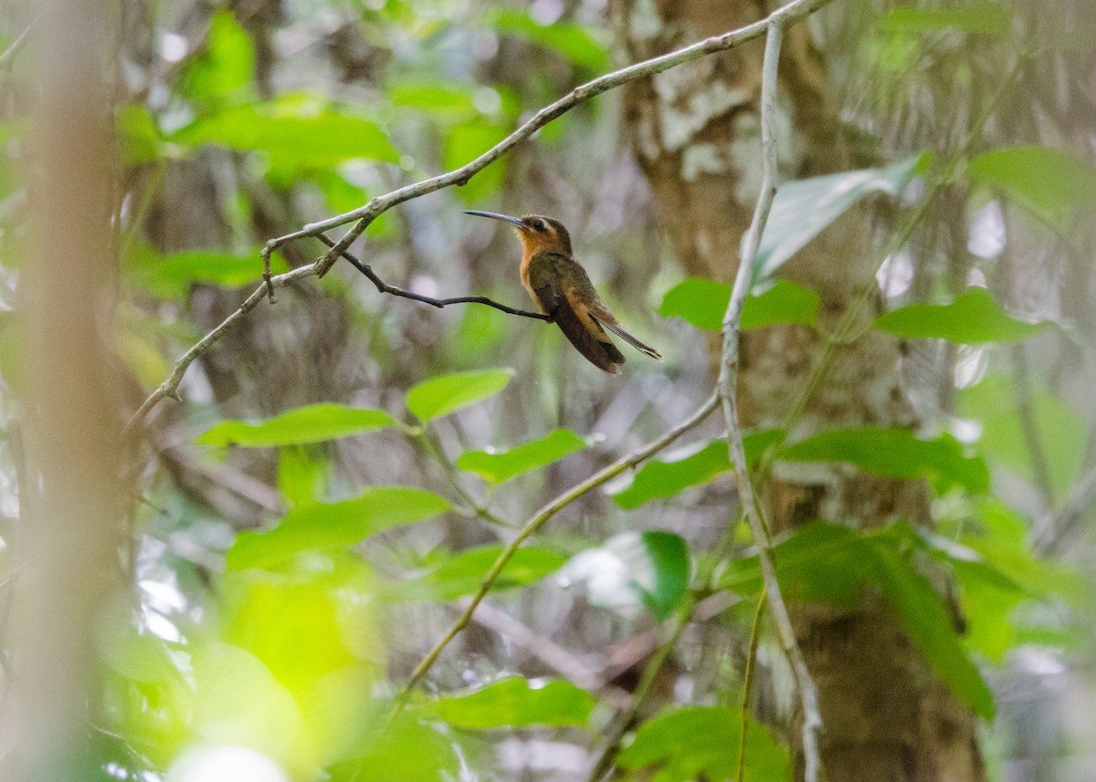 Hook-billed Hermit - ML641073858