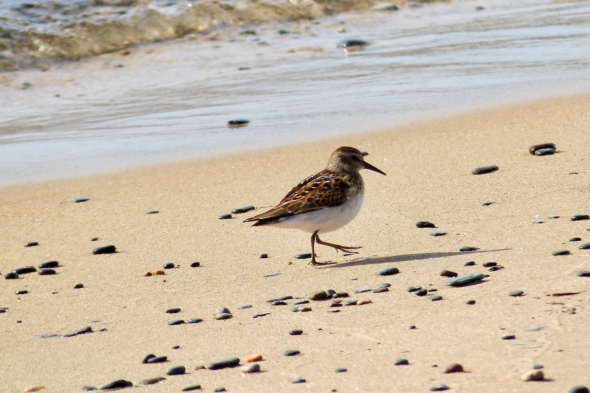 Least Sandpiper - ML641073862