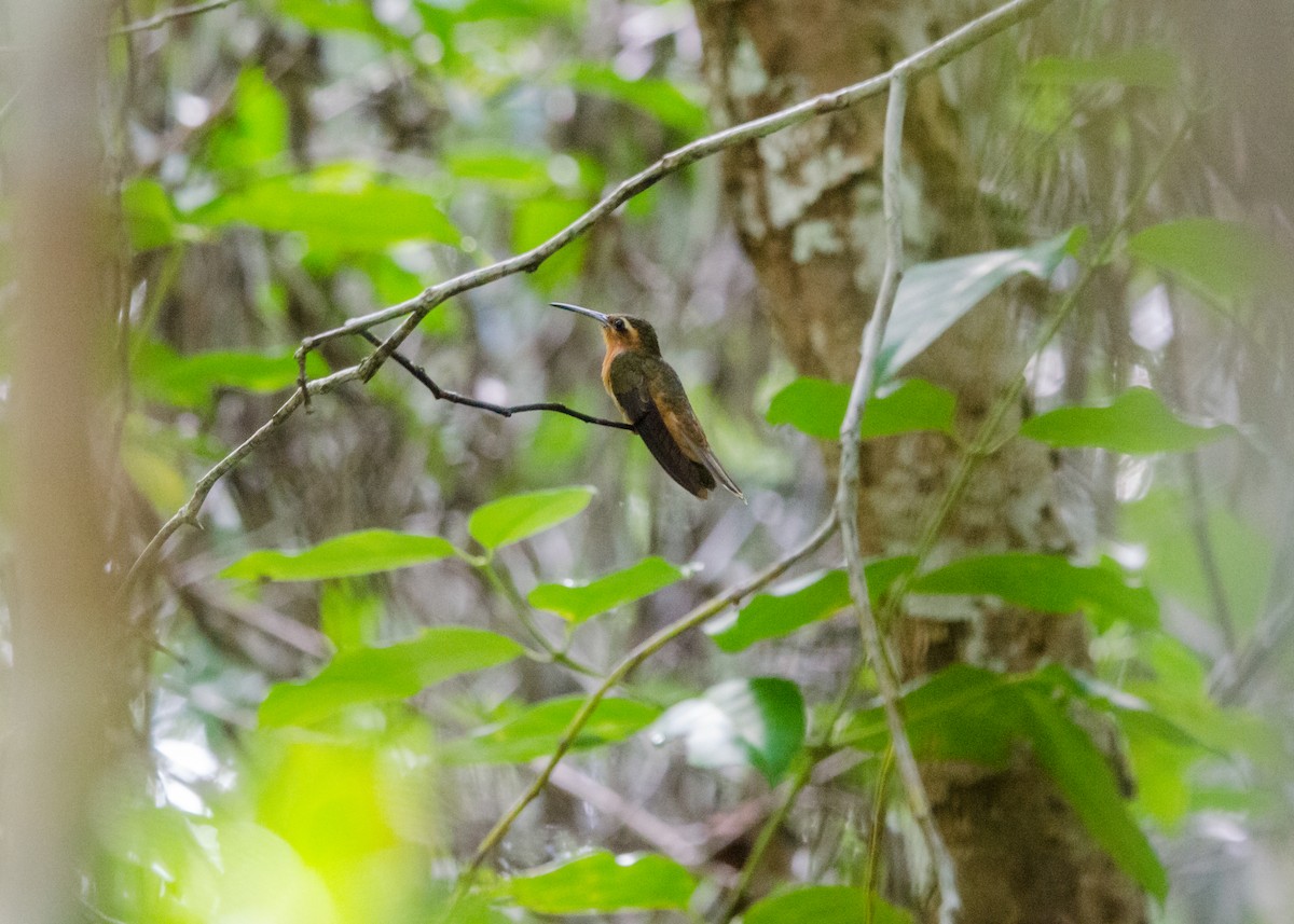 Hook-billed Hermit - ML641073863