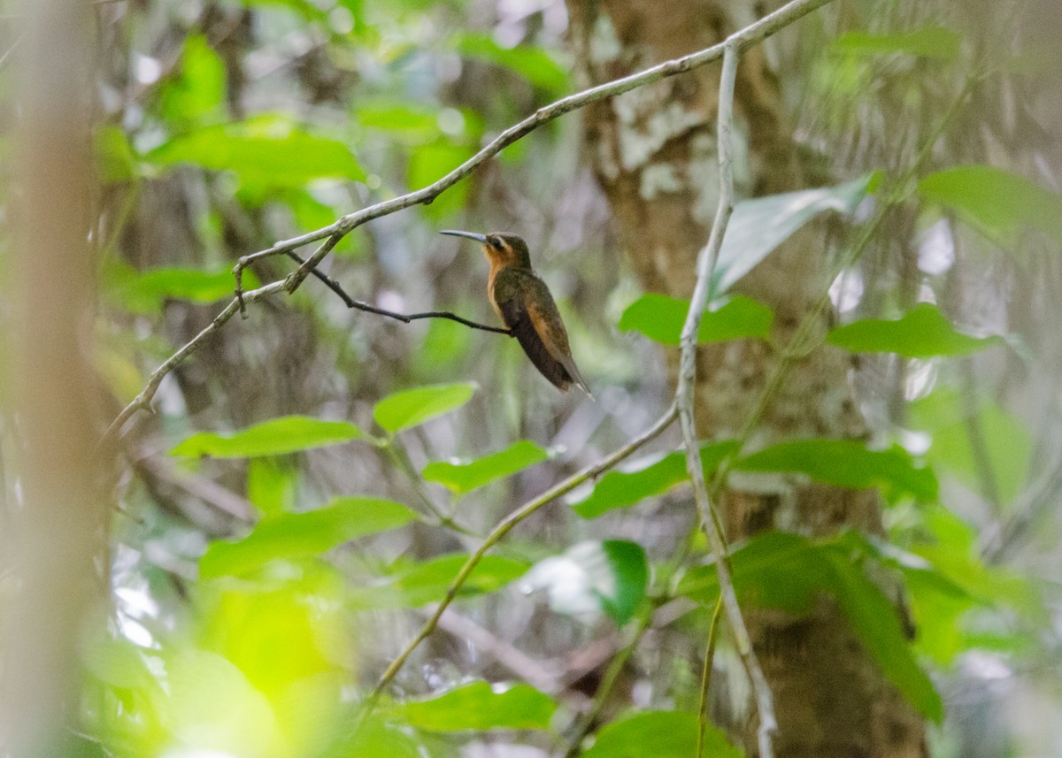 Hook-billed Hermit - ML641073865