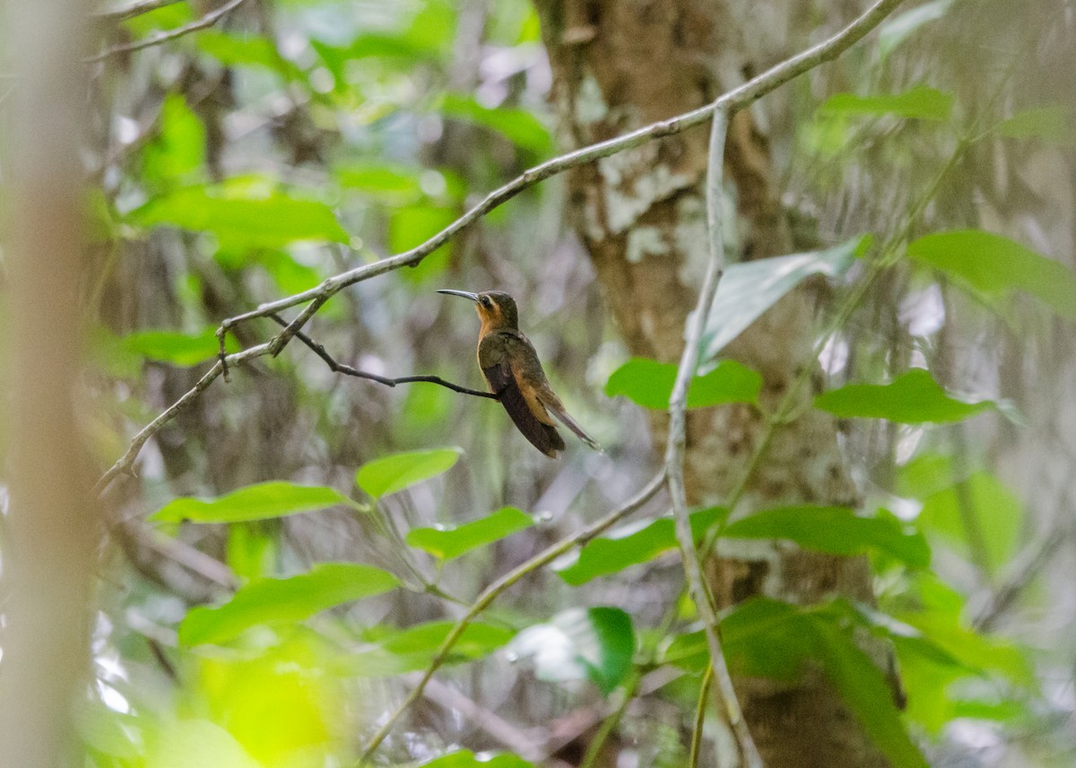 Hook-billed Hermit - ML641073867