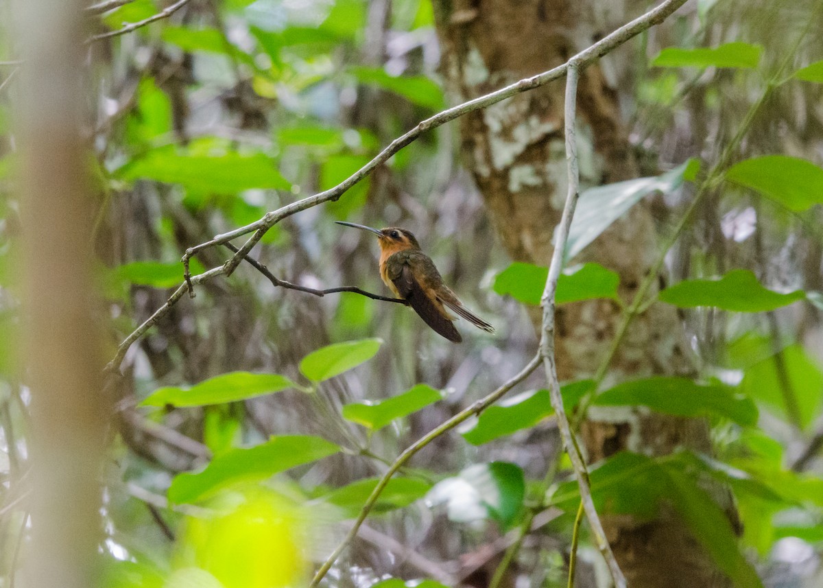 Hook-billed Hermit - ML641073869