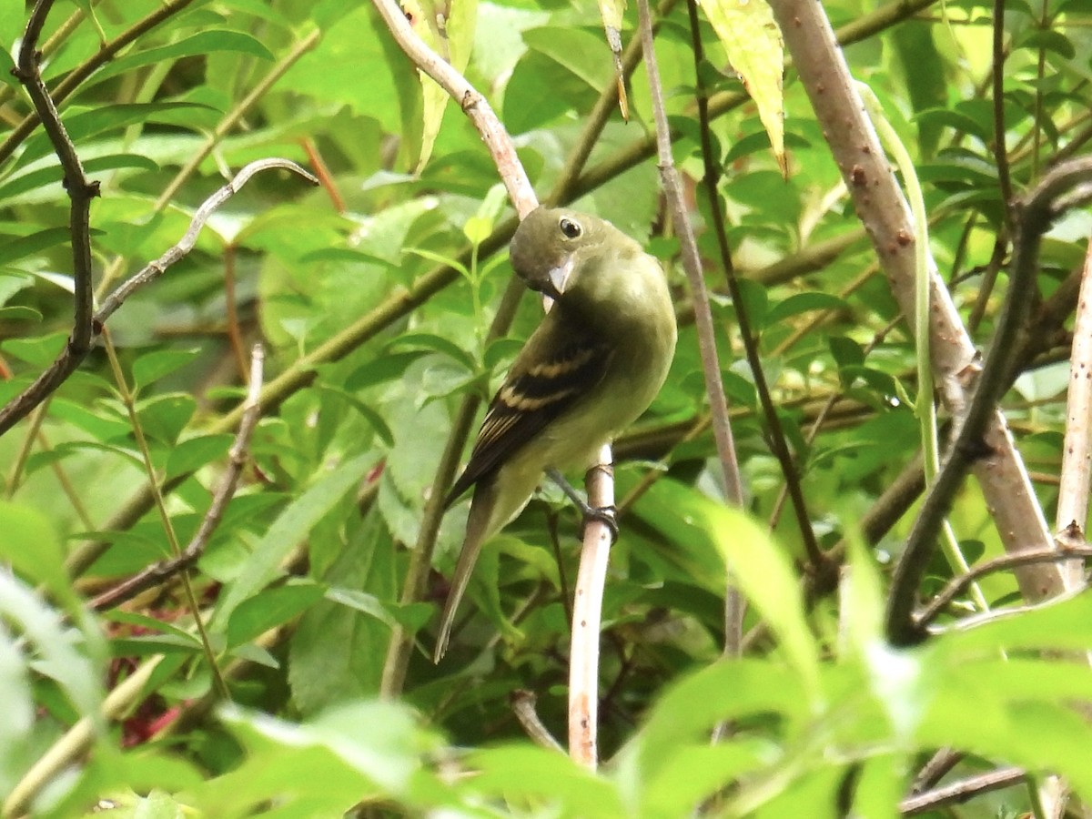 Buchenschnäppertyrann - ML641073876