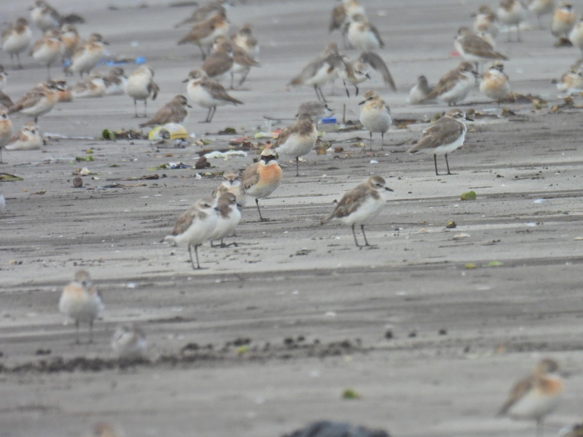 Tibetan Sand-Plover - ML641073878