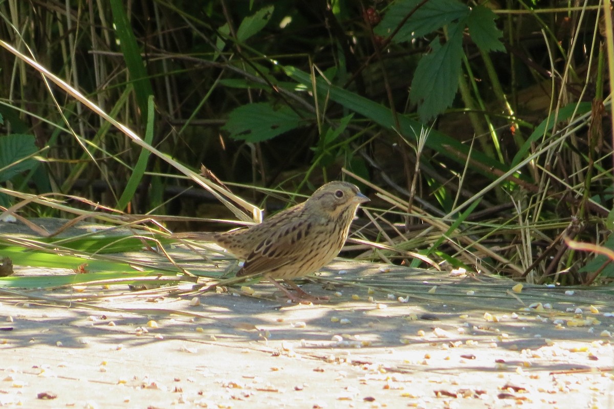 Lincoln's Sparrow - ML641073880