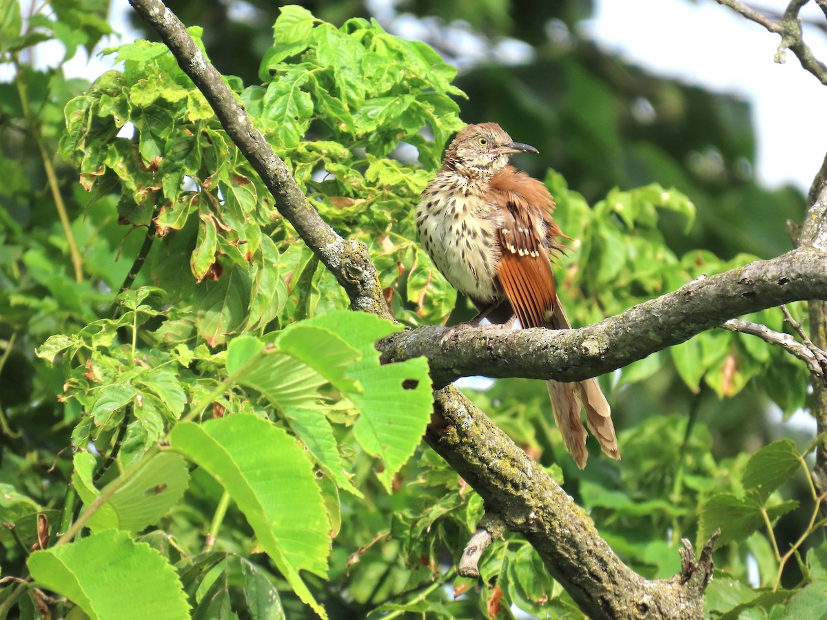Brown Thrasher - ML641073932