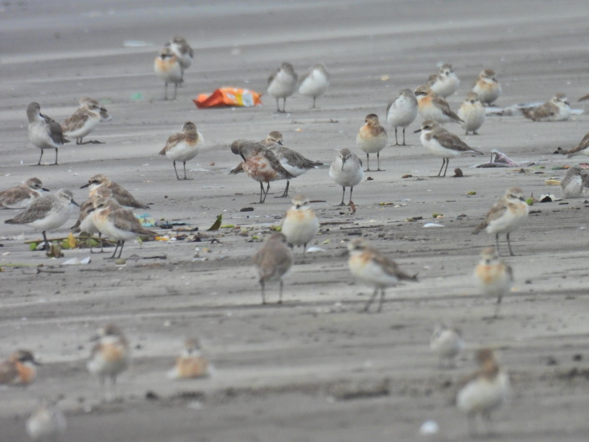 Curlew Sandpiper - ML641073937