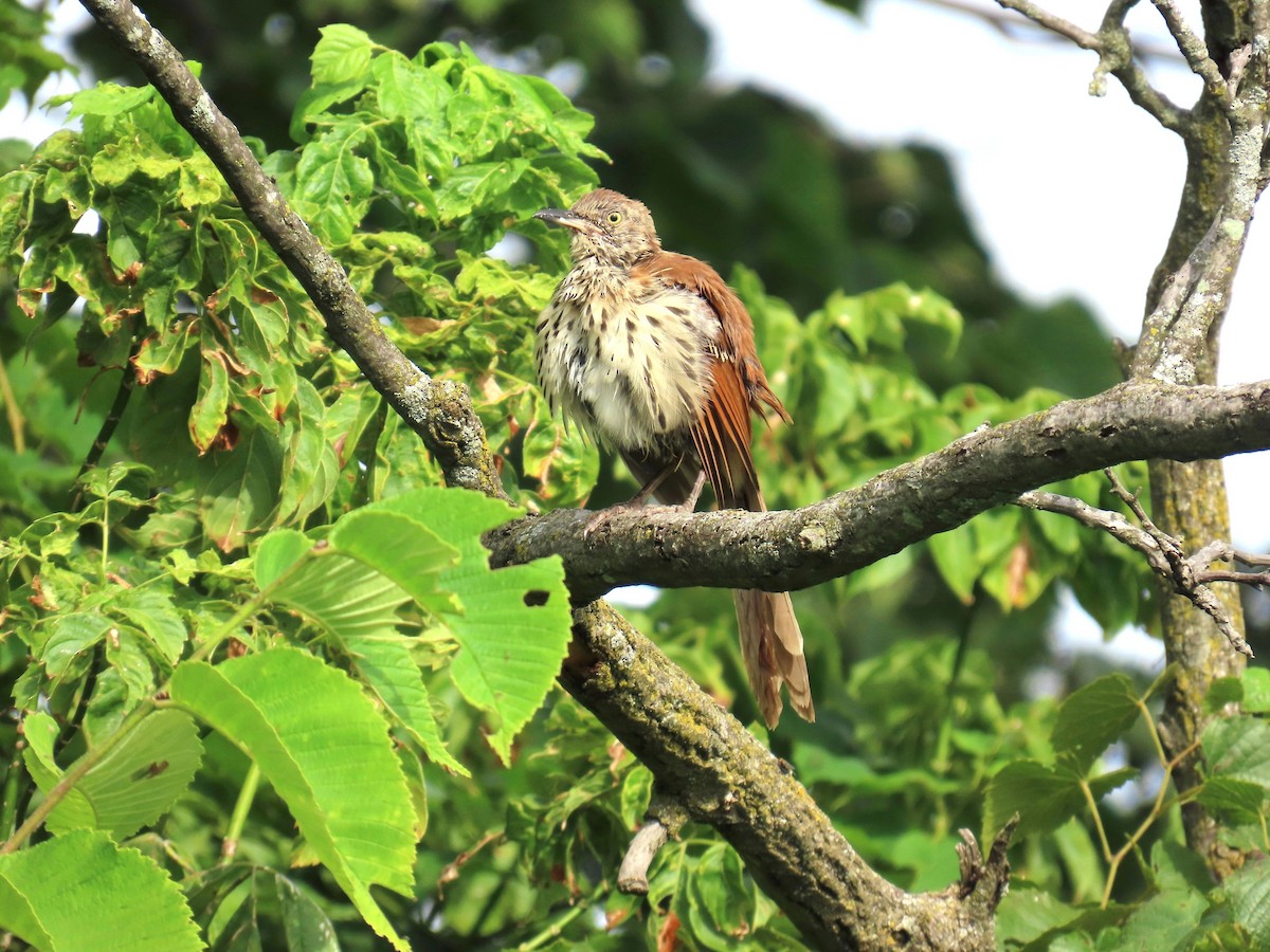 Brown Thrasher - ML641073951