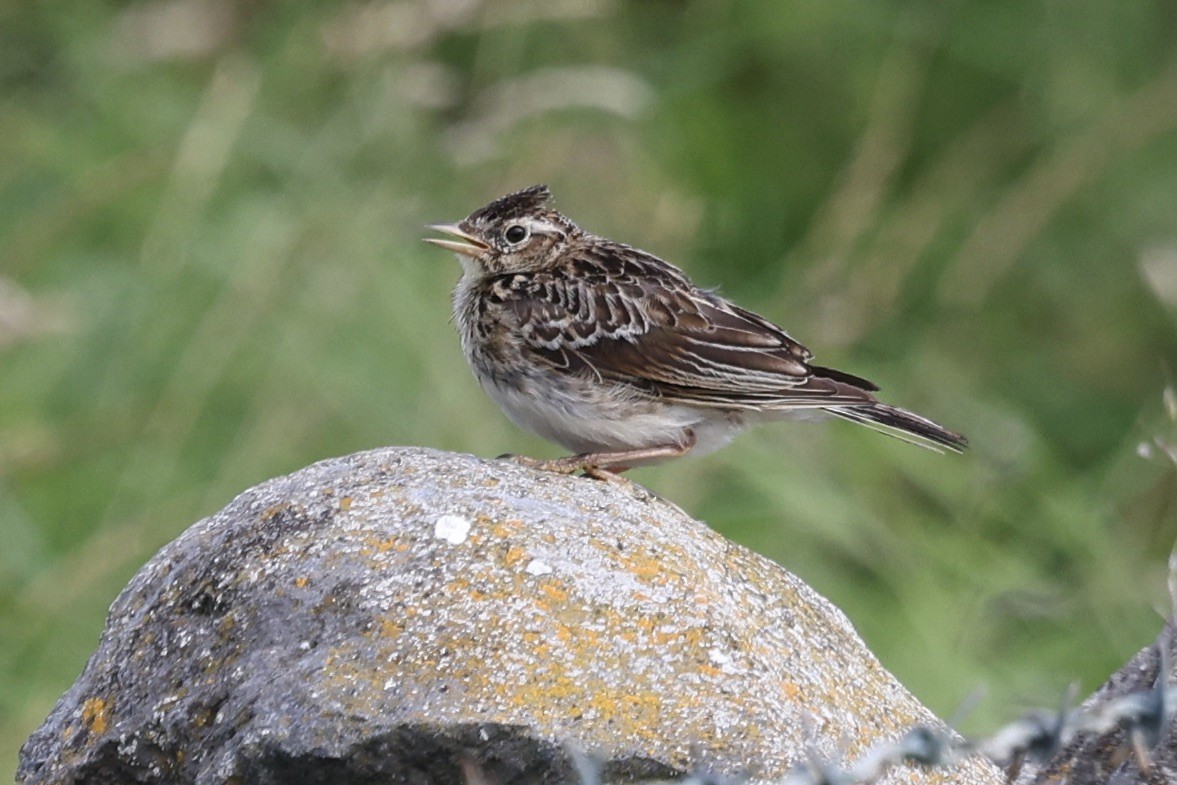 Eurasian Skylark - ML641073962