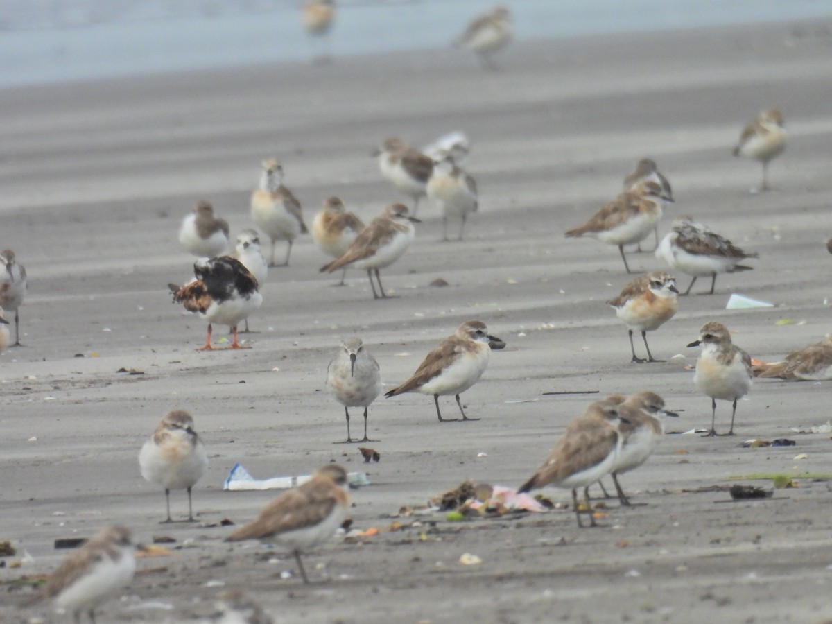 Ruddy Turnstone - ML641073965