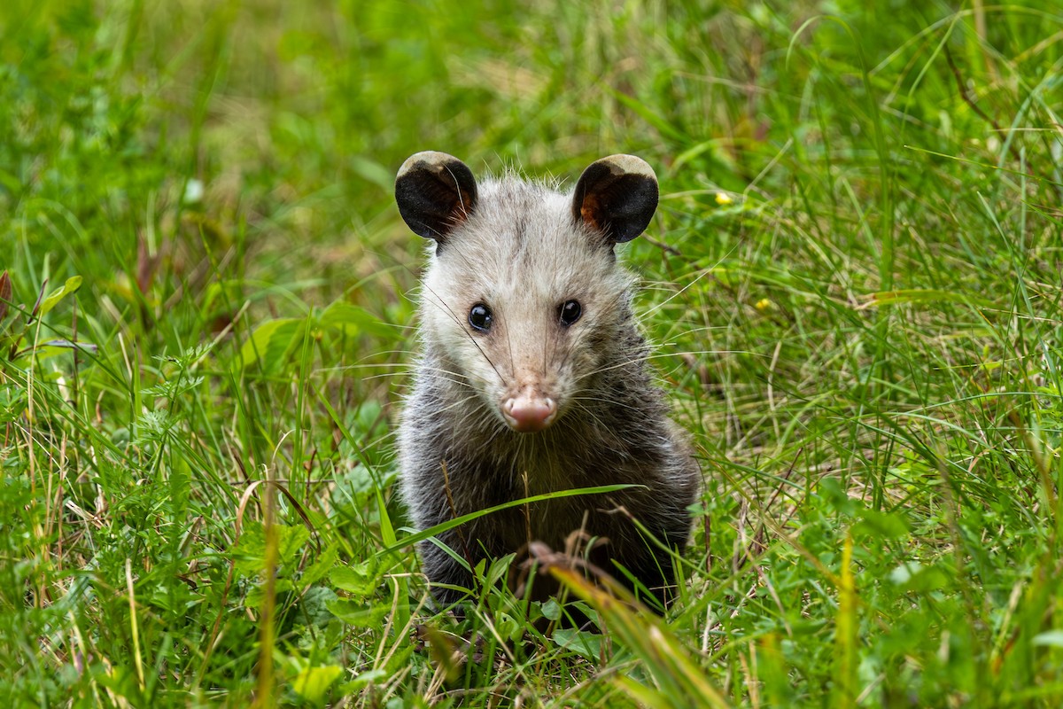 Animals - ML641074017