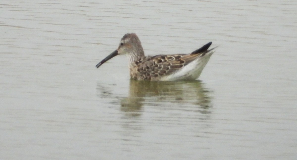 Stilt Sandpiper - ML641074026