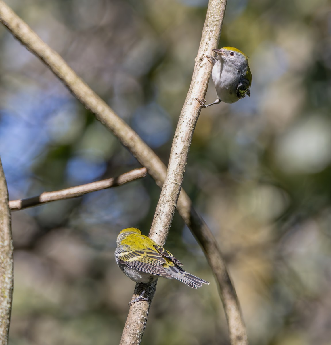 Chestnut-sided Warbler - ML641074032