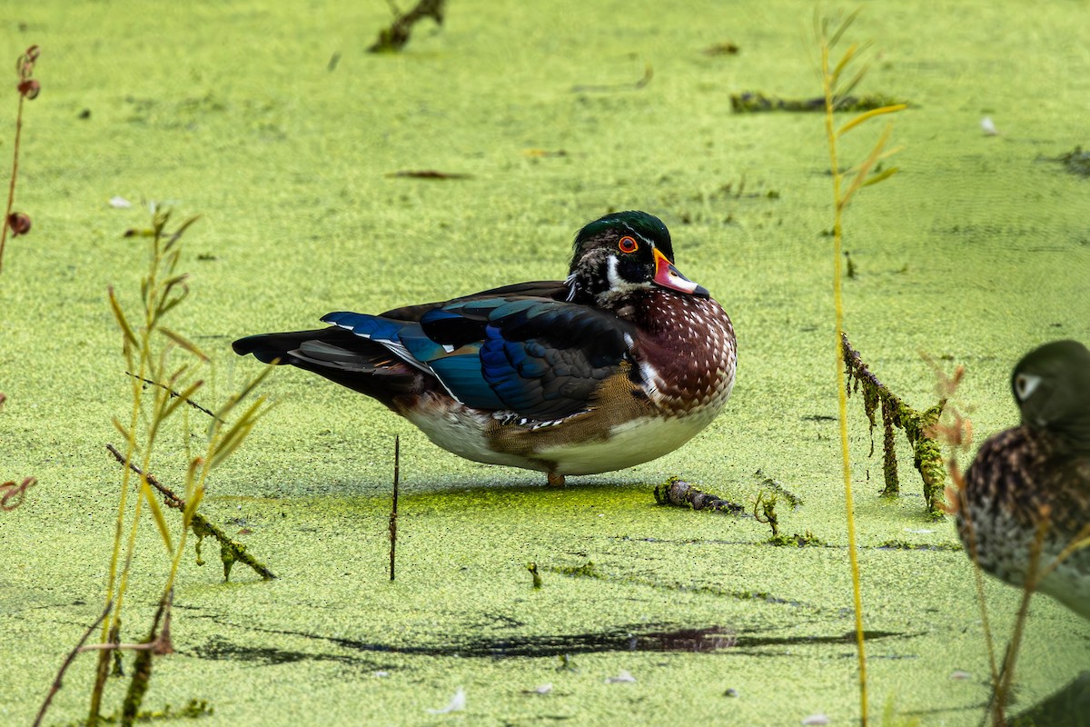 Wood Duck - ML641074034