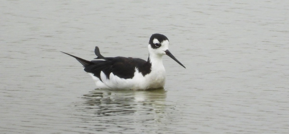 Black-necked Stilt - ML641074035