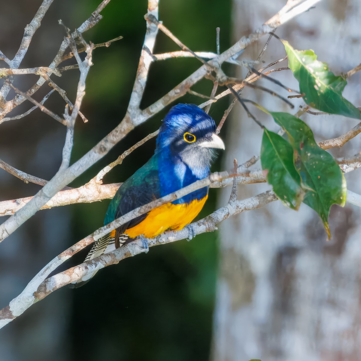 amazontrogon - ML641074036