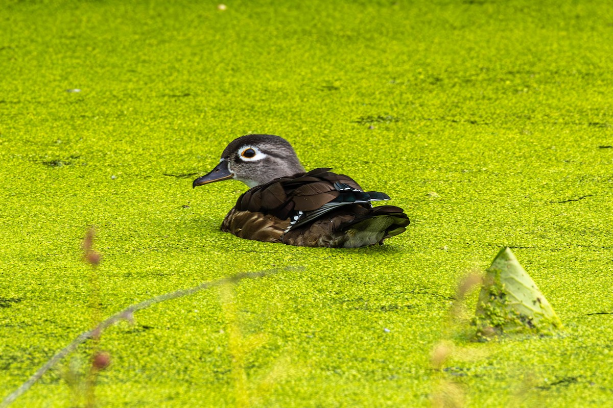 Wood Duck - ML641074047
