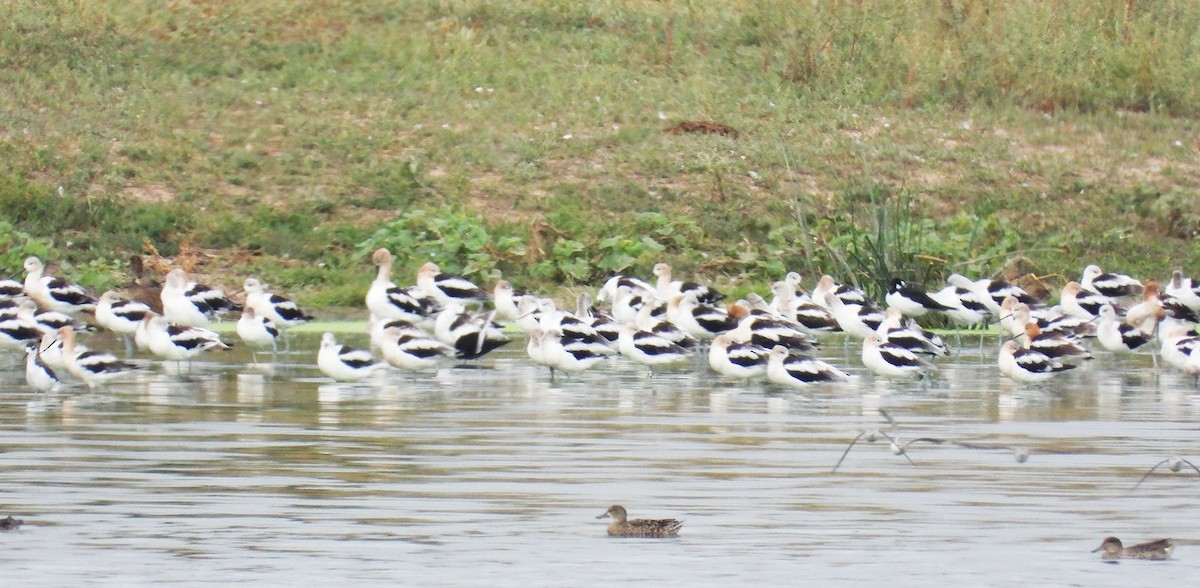 American Avocet - ML641074054