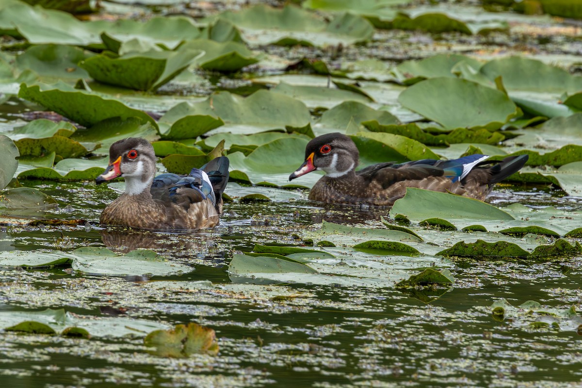 Wood Duck - ML641074056