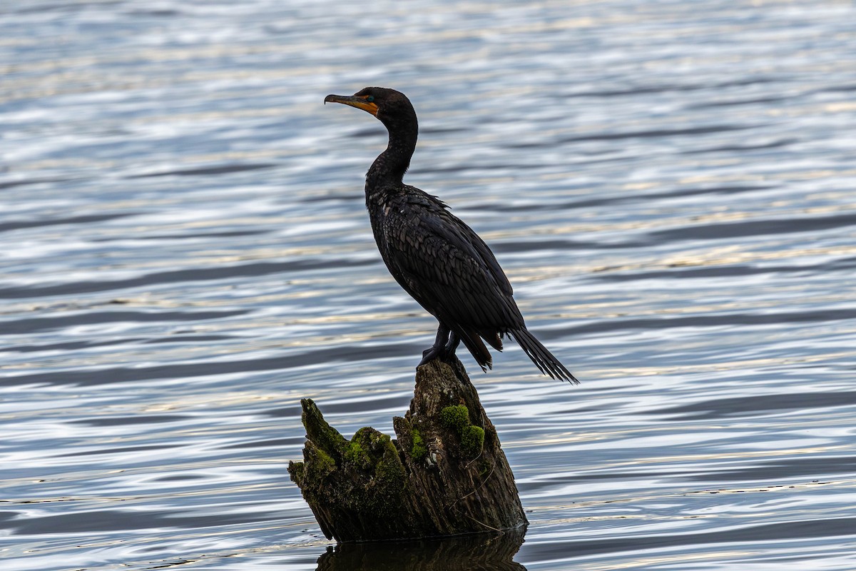 Double-crested Cormorant - ML641074066