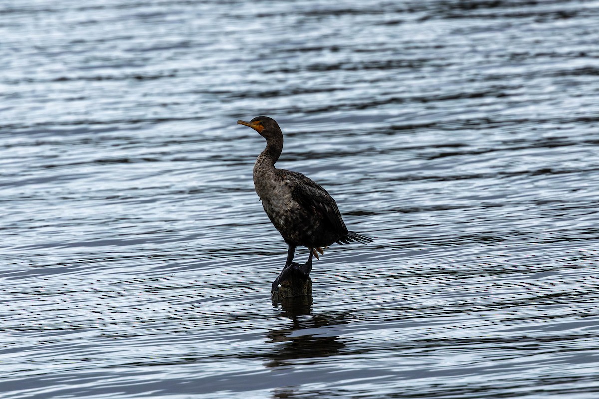 Double-crested Cormorant - ML641074071