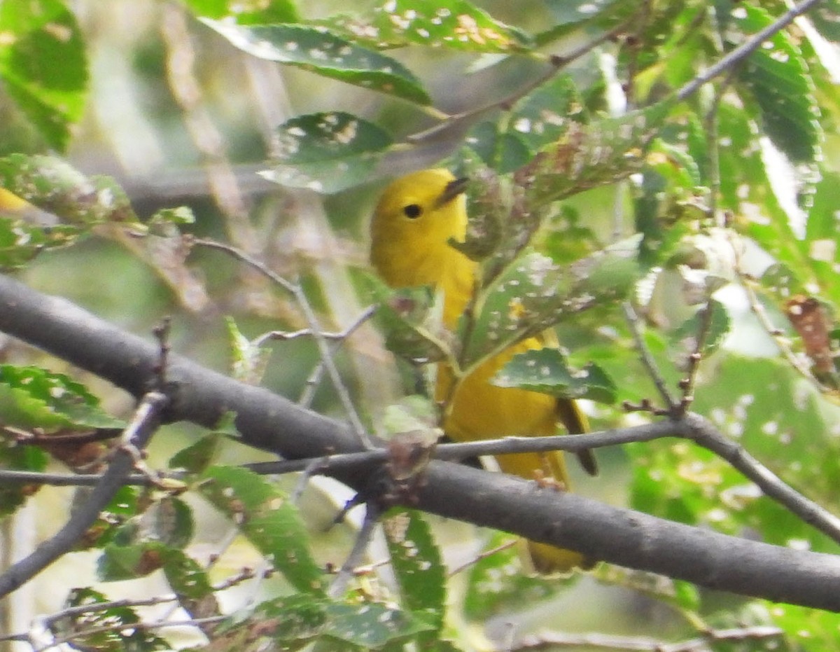 Yellow Warbler - ML641074074