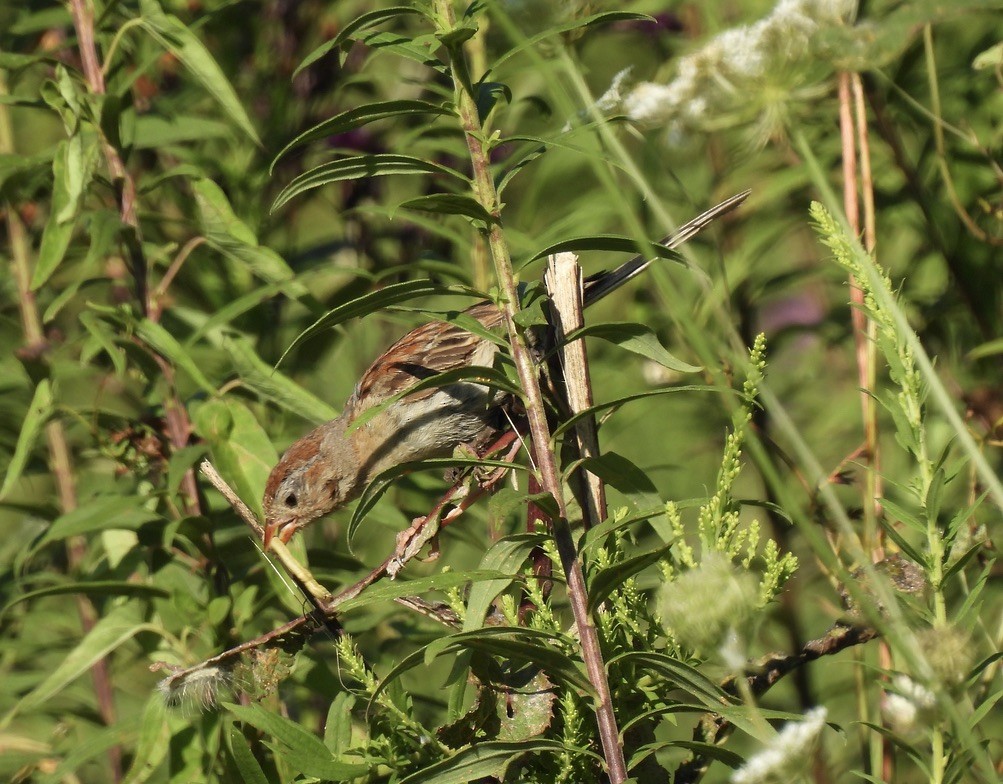 Field Sparrow - ML641074077